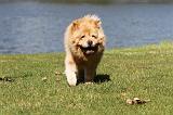 CHOW CHOW 392